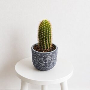 Cactus maceta rustik
