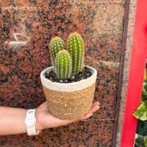 Cactus Aurora 🌵