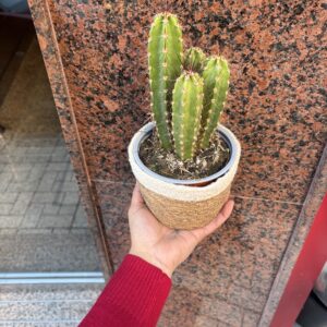 Cactus Aurora 🌵