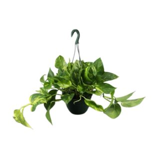 Planta Pothos colgante