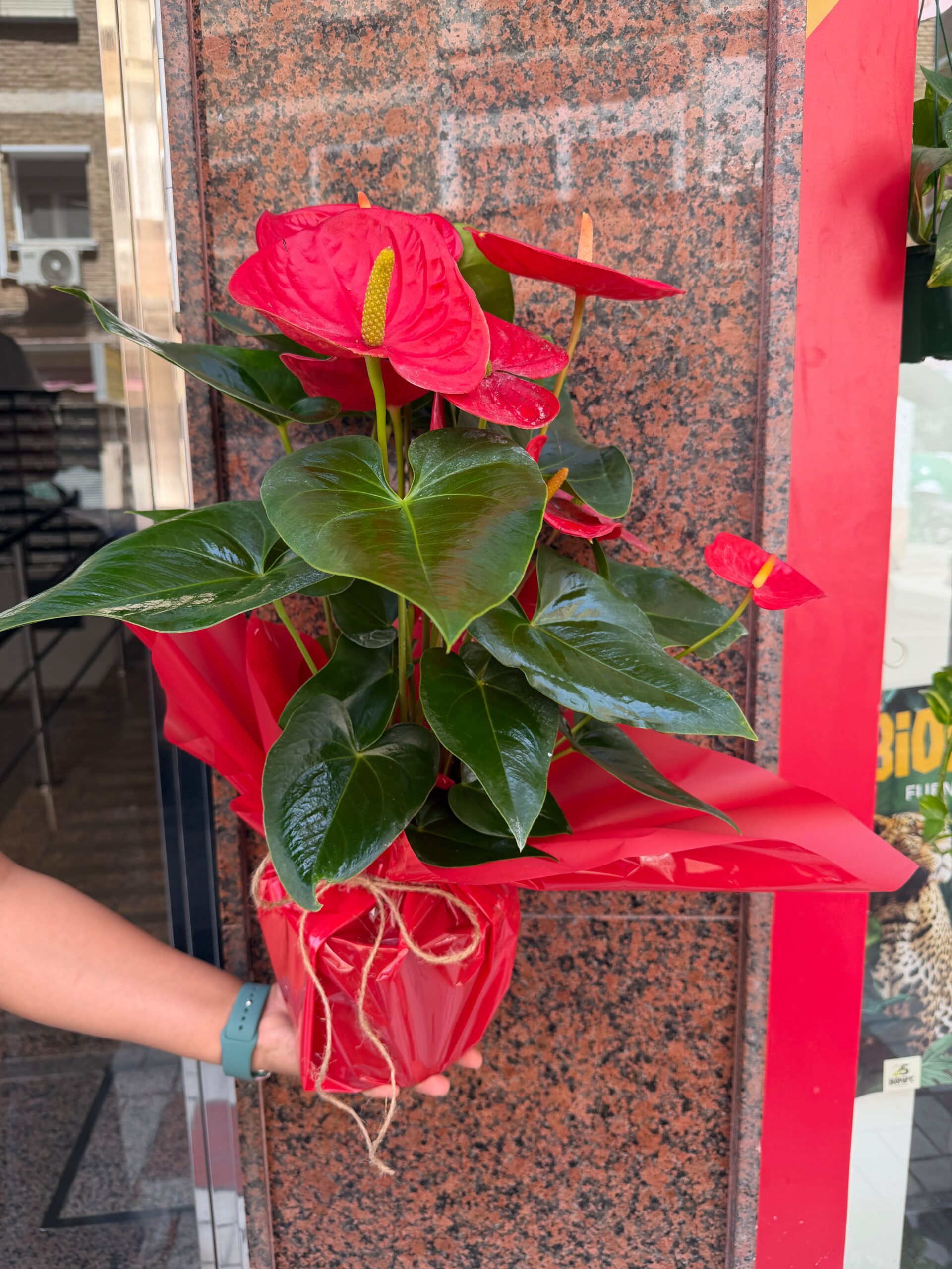 Planta Anthurium - Imagen 2