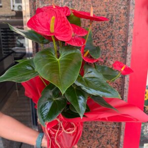 Planta Anthurium