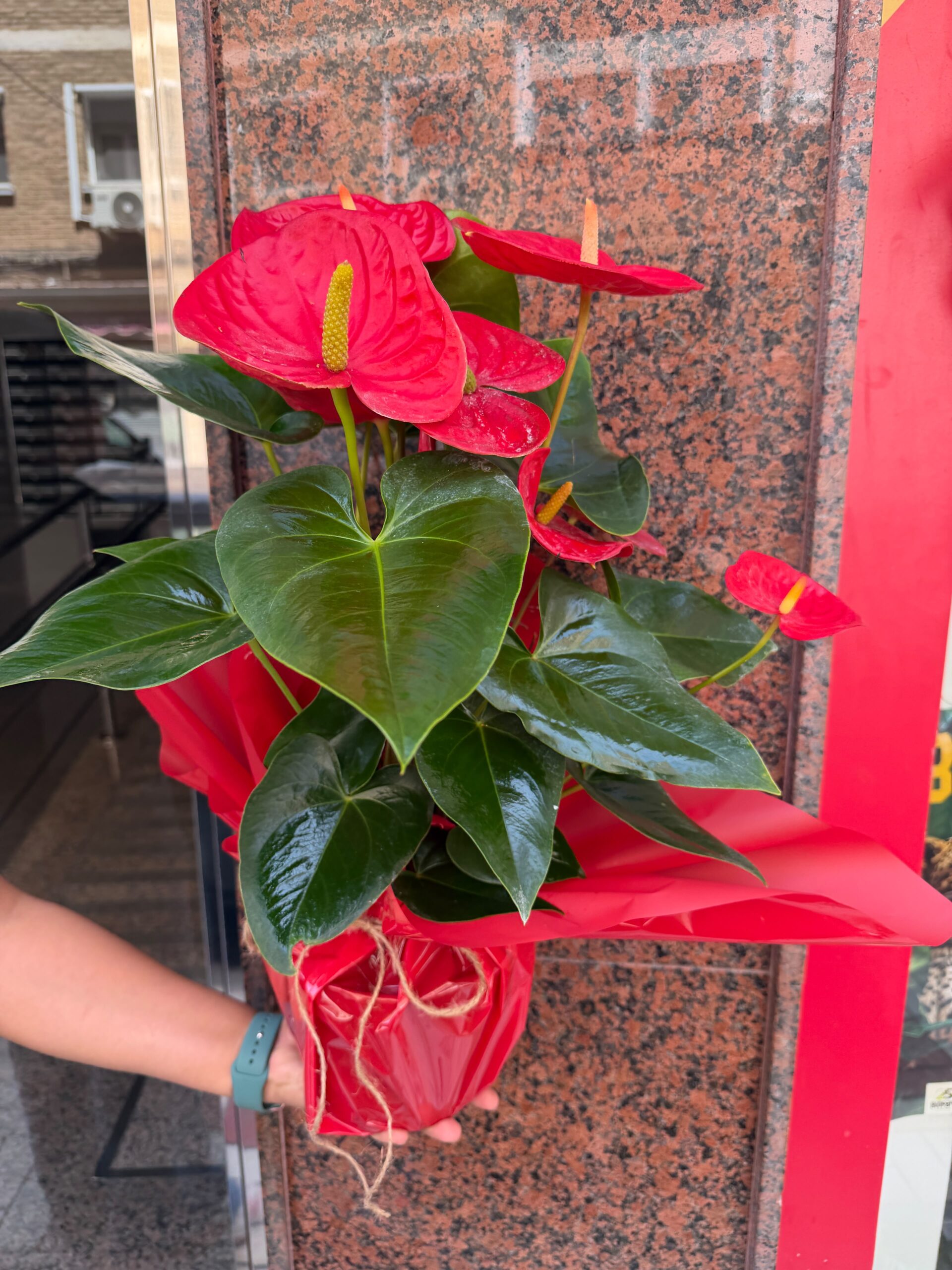 Planta Anthurium