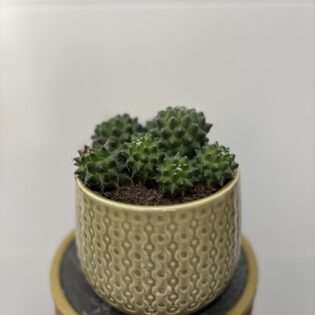 Cactus Maceta cerámica