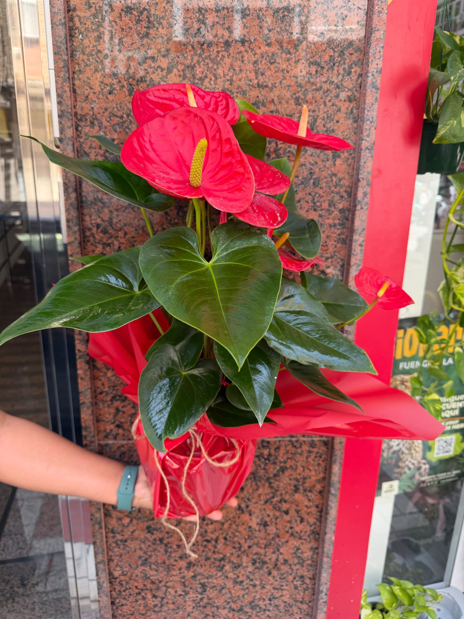Planta Anthurium - Imagen 4