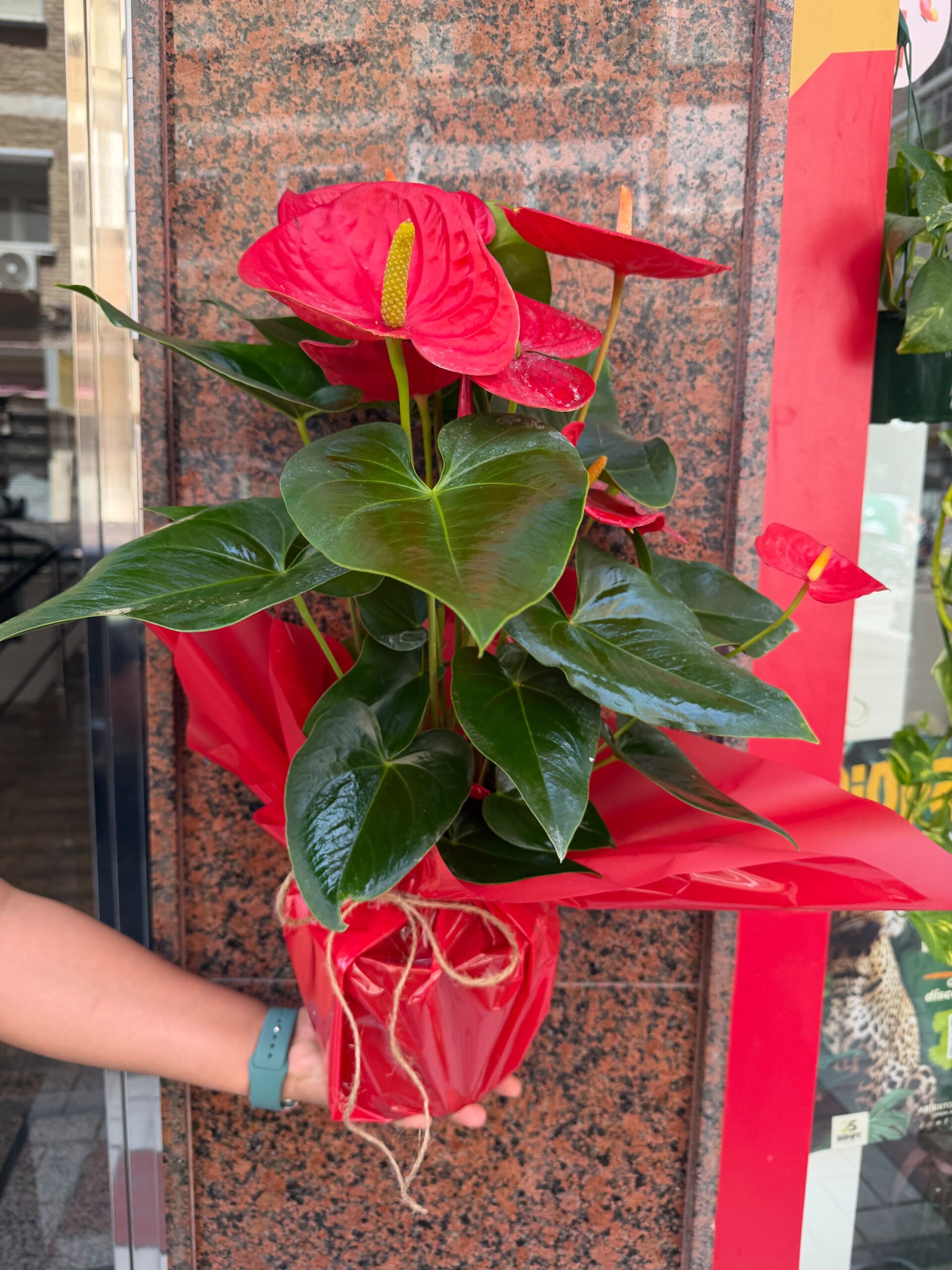 Planta Anthurium - Imagen 3