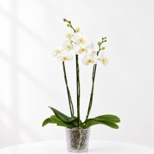 Orquídea phalaenosis Blanca