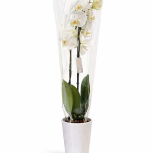 Orquídea phalaenosis Blanca