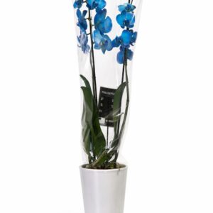 Orquídea phalaenosis azul