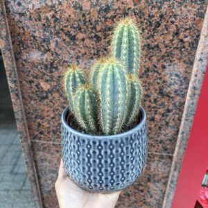 Cactus con encanto