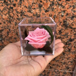 Rosa Rosada preservada pequeña