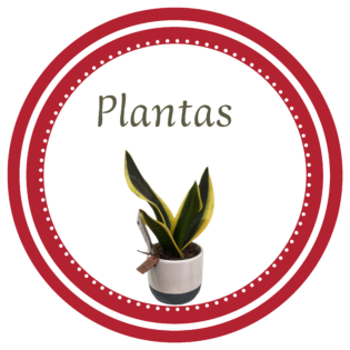 Plantas