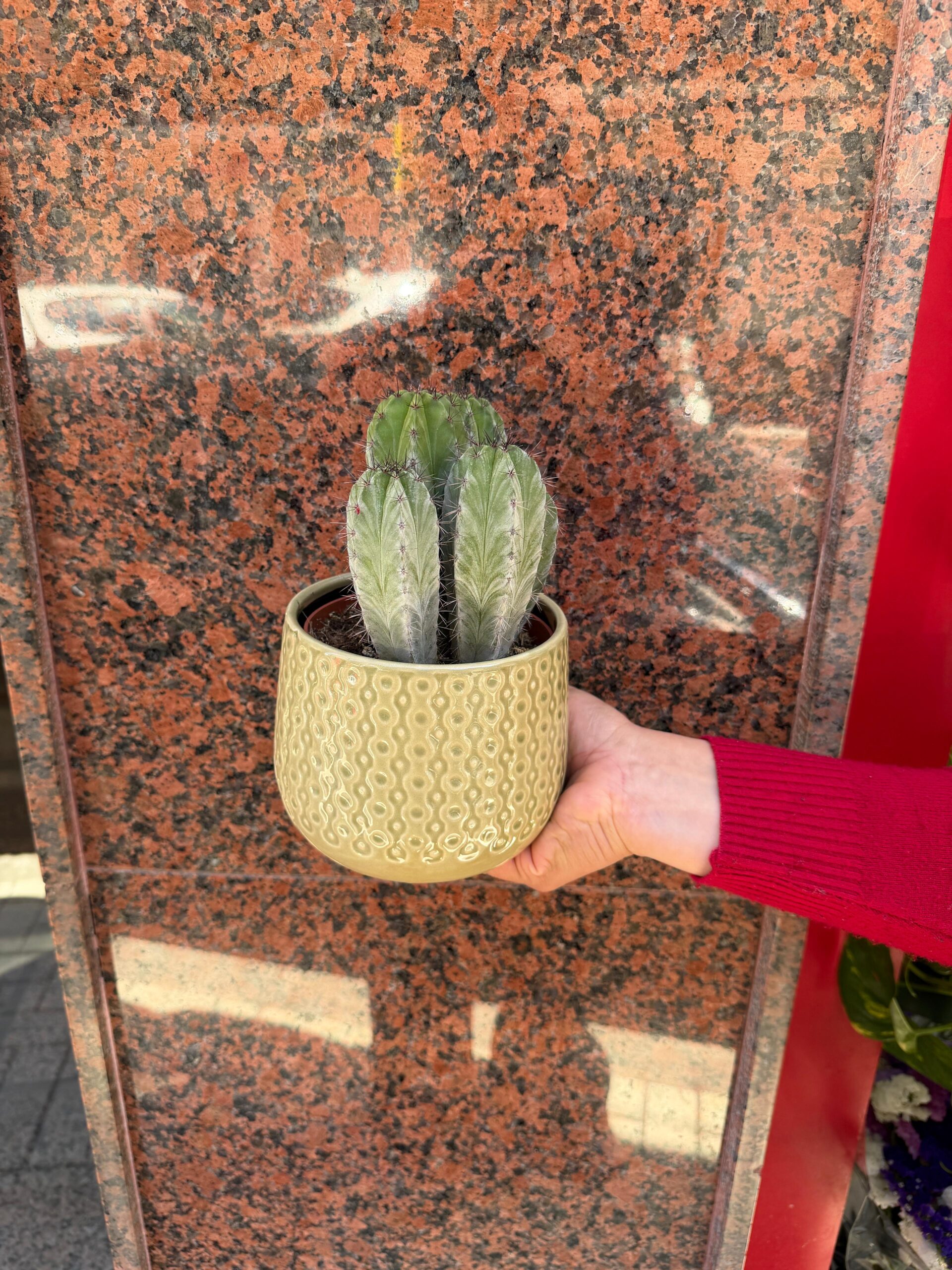 Cactus con encanto - Imagen 2