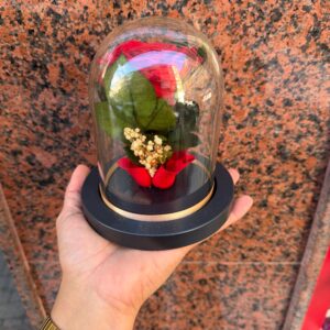 Rosa Roja preservada en cúpula