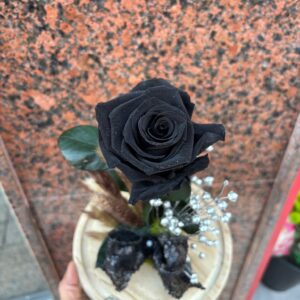 Rosa Negra en cúpula