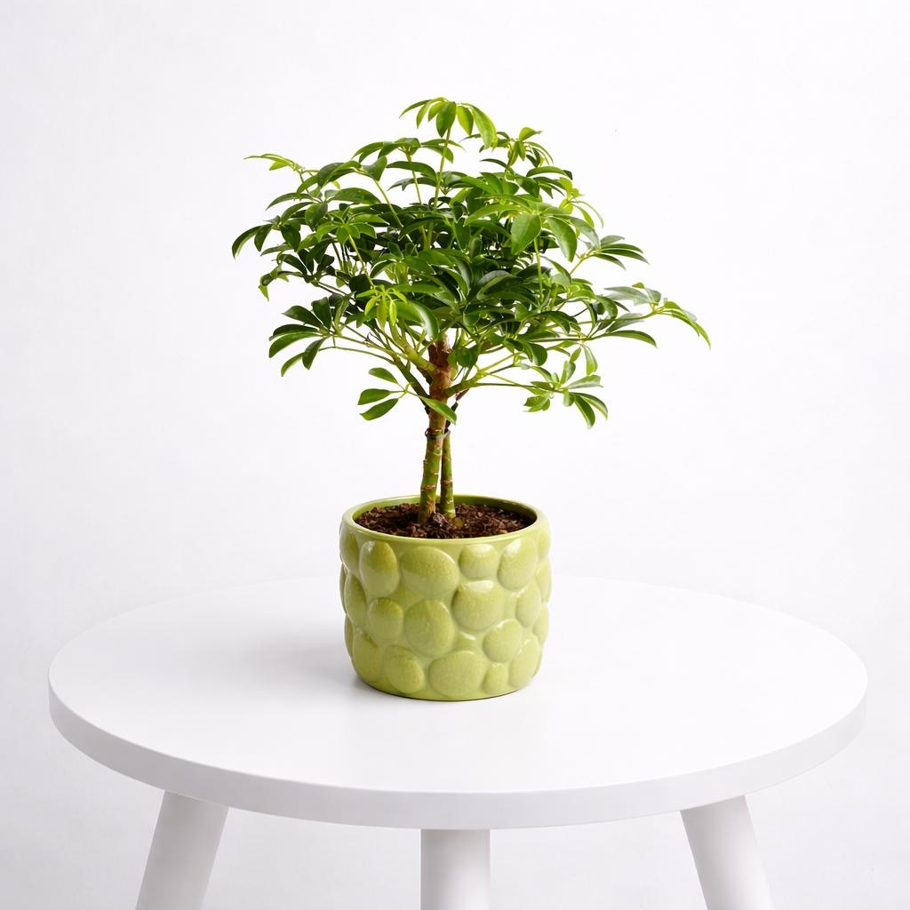 Planta de interior Schefflera