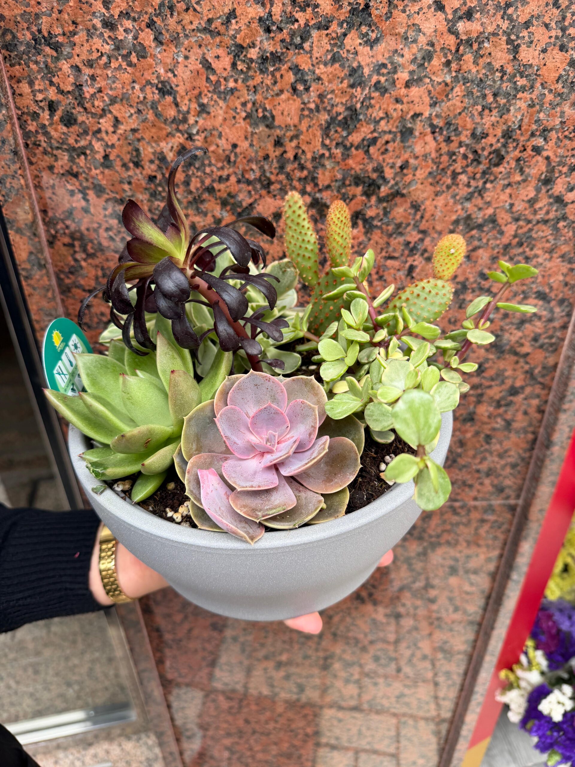 Pack suculentas - Imagen 3