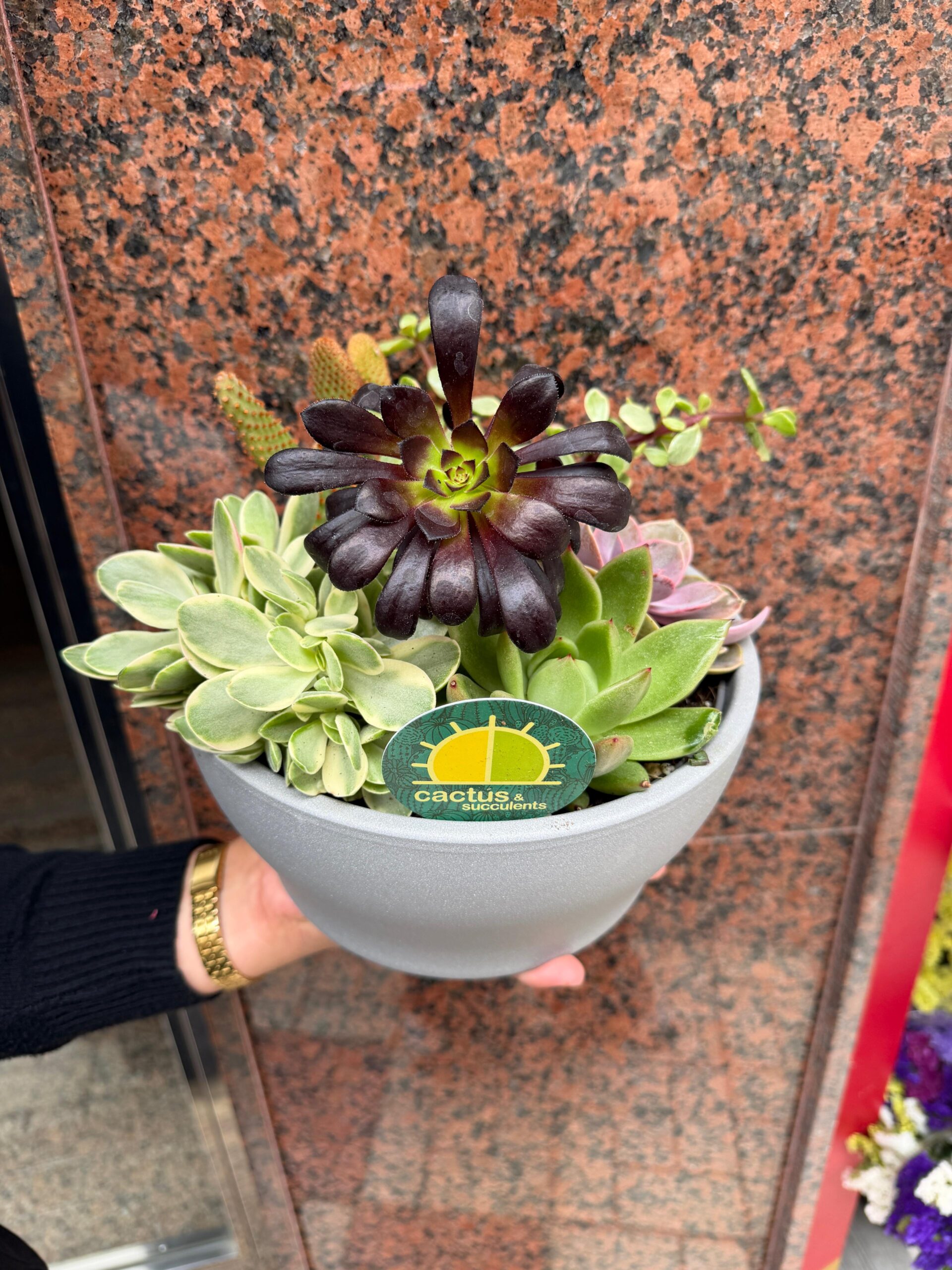 Pack suculentas - Imagen 4