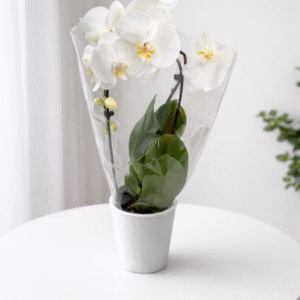 Orquídea phalaenosis Blanca 45cm