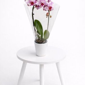 Orquídea phalaenosis