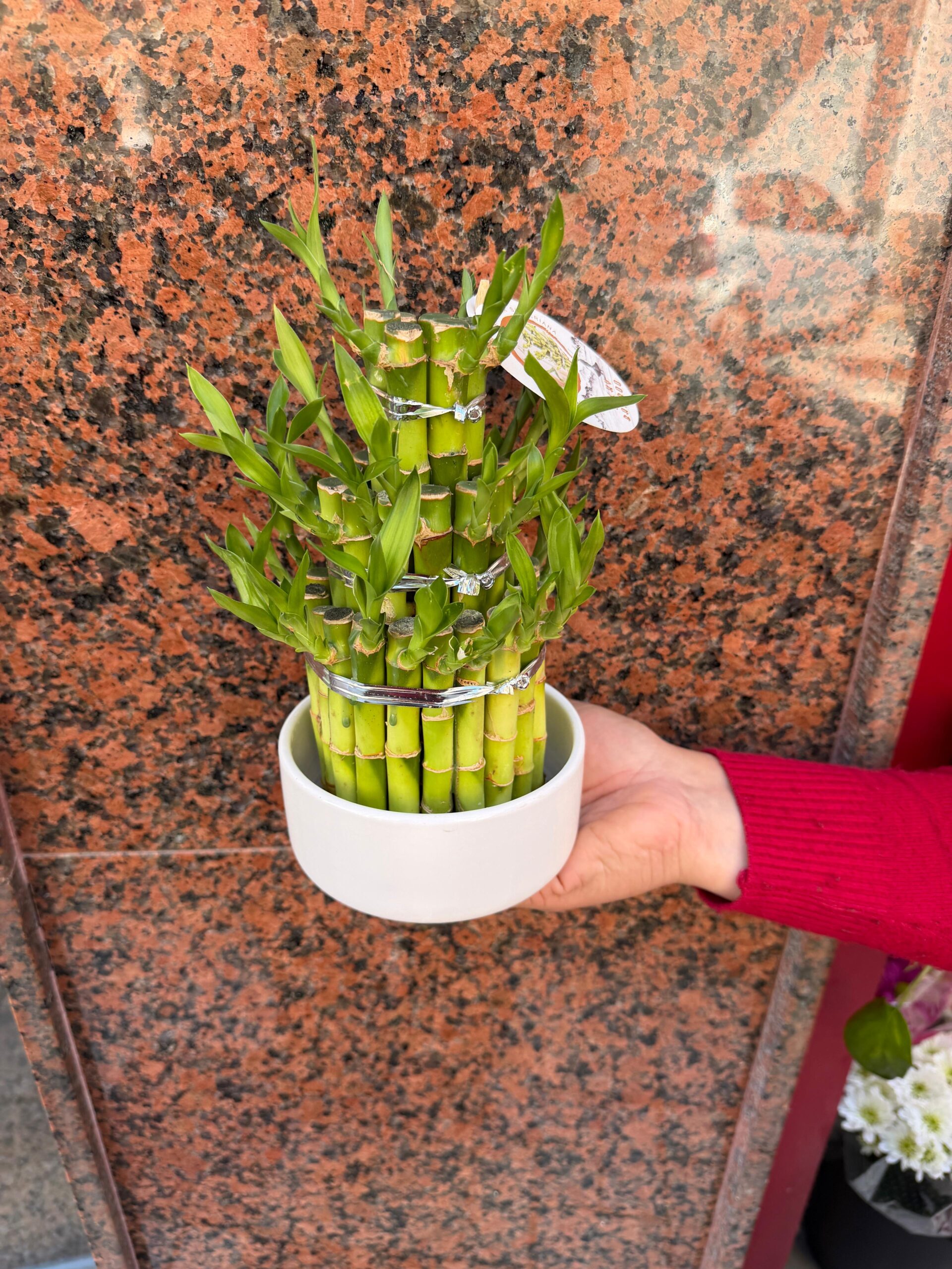 Lucky Bamboo - Imagen 2