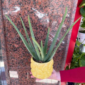 Aloe con maceta de cerámica