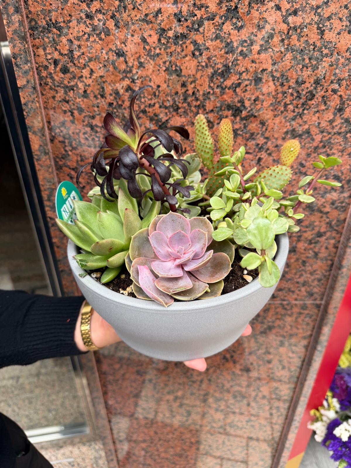 Pack suculentas - Imagen 2