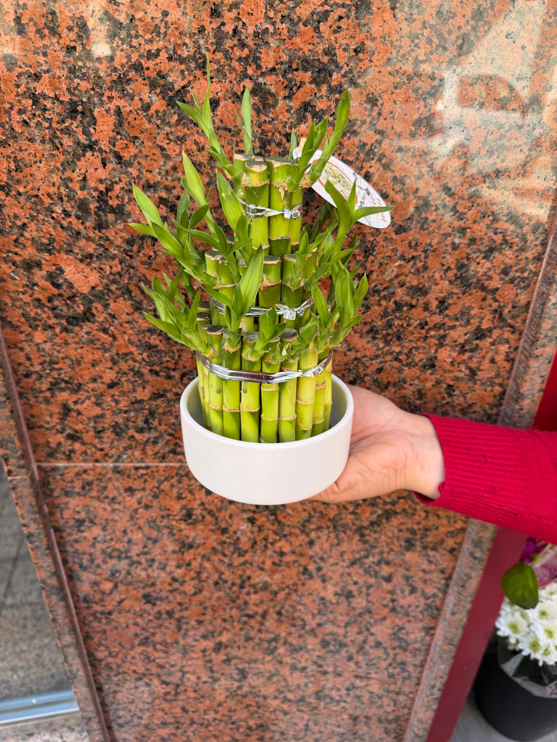 Lucky Bamboo - Imagen 3