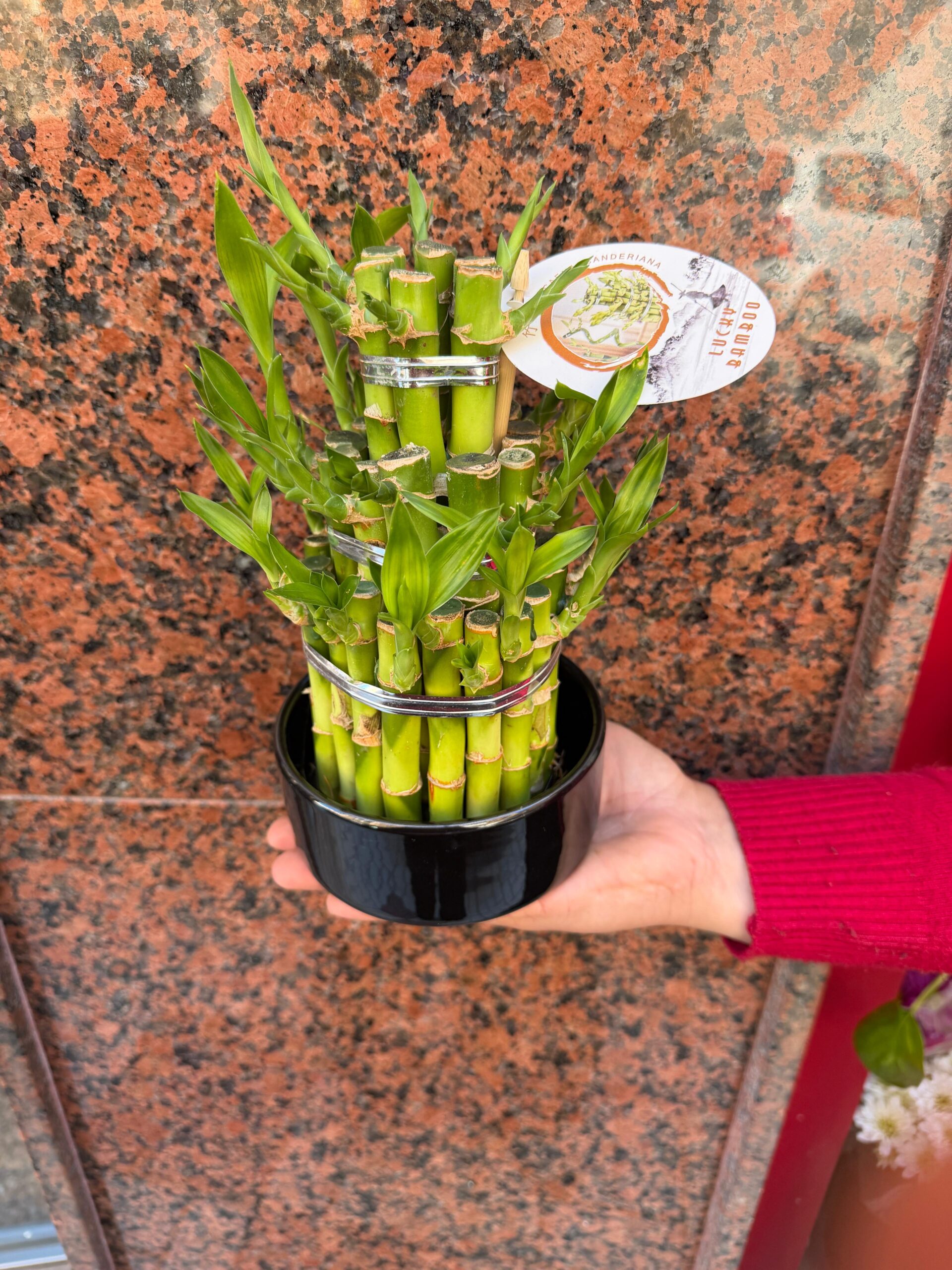 Lucky Bamboo - Imagen 4