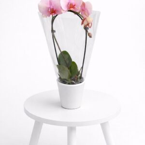 Orquídea phalaenosis Rosa