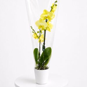 Orquídea phalaenosis amarilla 65 cm