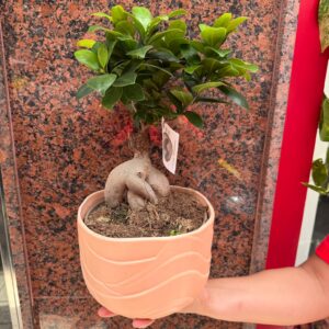 Bonsái Ficus Ginseng