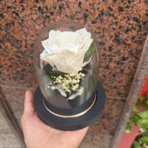 Rosa Blanca preservada en cúpula mediana