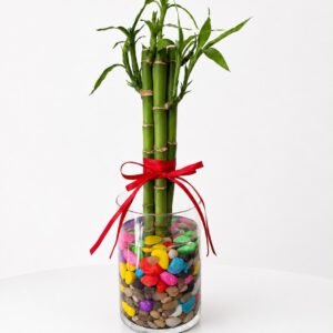 Lucky Bamboo