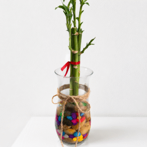 Lucky Bamboo