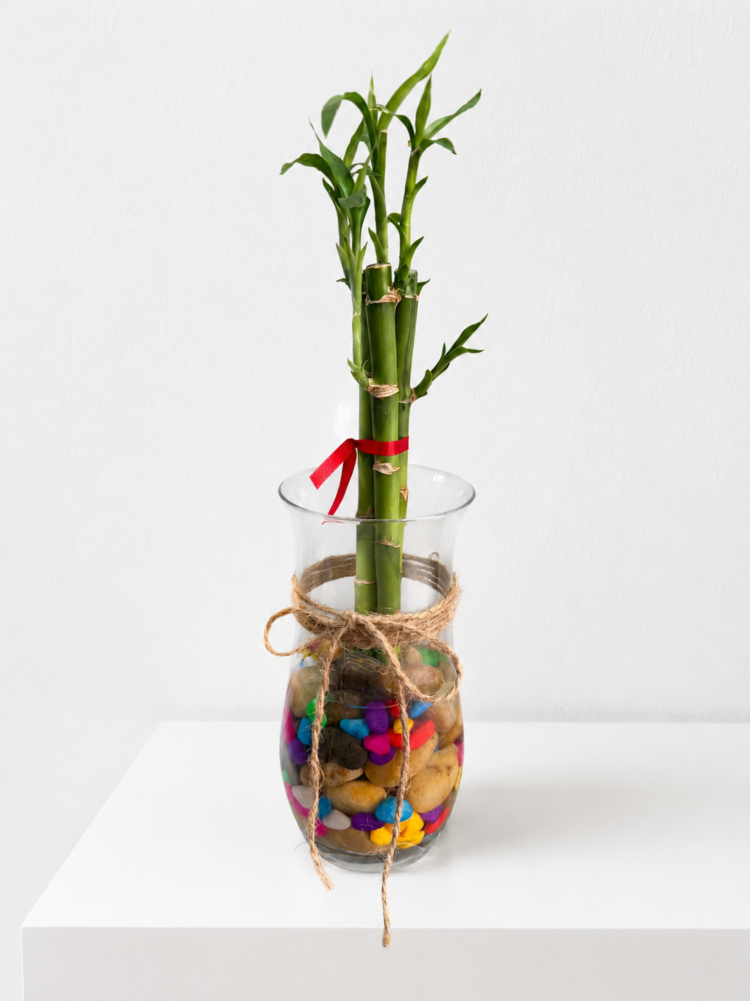 Lucky Bamboo