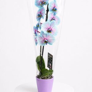 Phalaenosis azul 1 tallo