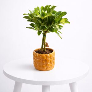 Planta Schefflera