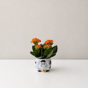 Planta Kalanchoe en maceta de cerámica con forma de vaca 0300