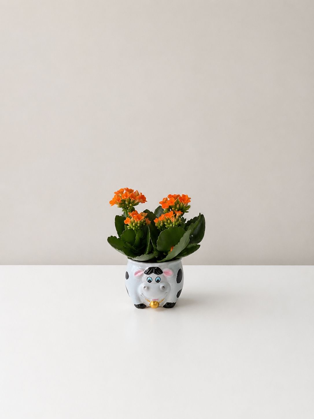 Planta Kalanchoe en maceta de cerámica con forma de vaca 0300