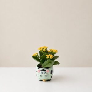 Planta Kalanchoe en maceta de cerámica con forma de vaca 0400