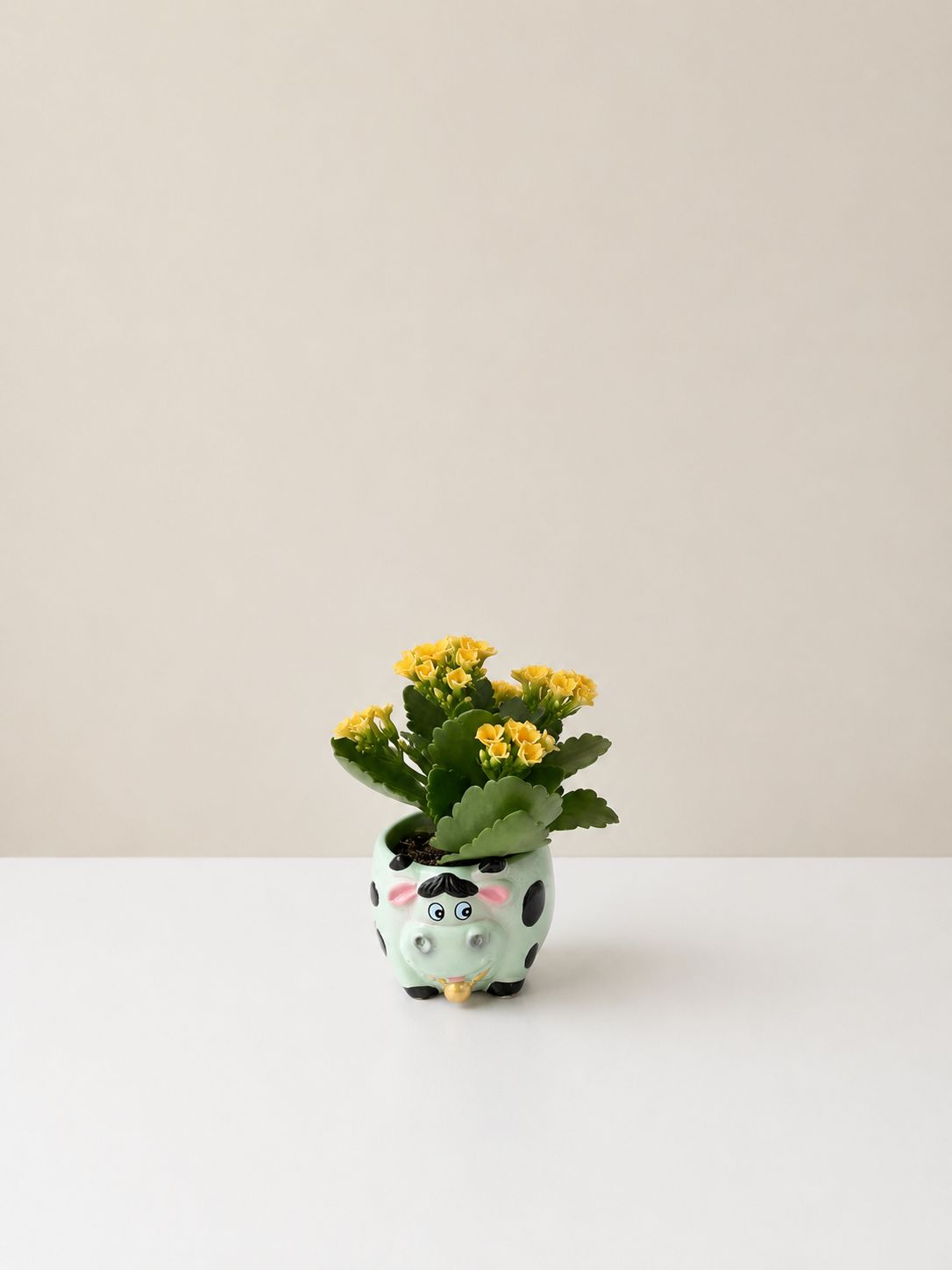 Planta Kalanchoe en maceta de cerámica con forma de vaca 0400