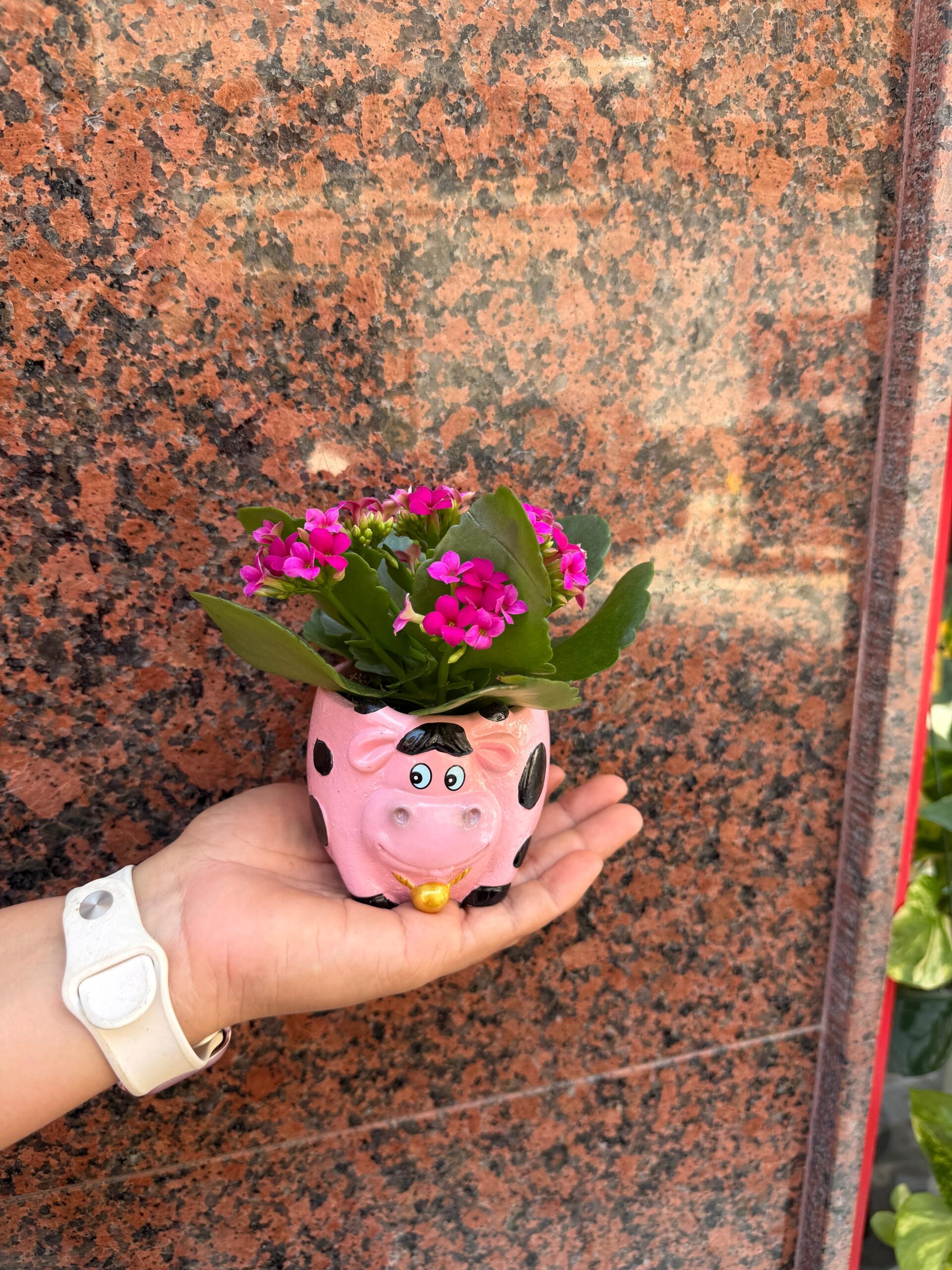 Planta Kalanchoe en maceta de cerámica con forma de vaca 0200 - Imagen 2