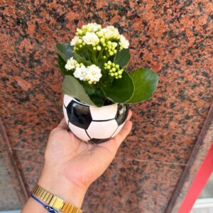 Planta kalanchoe en maceta de futbol