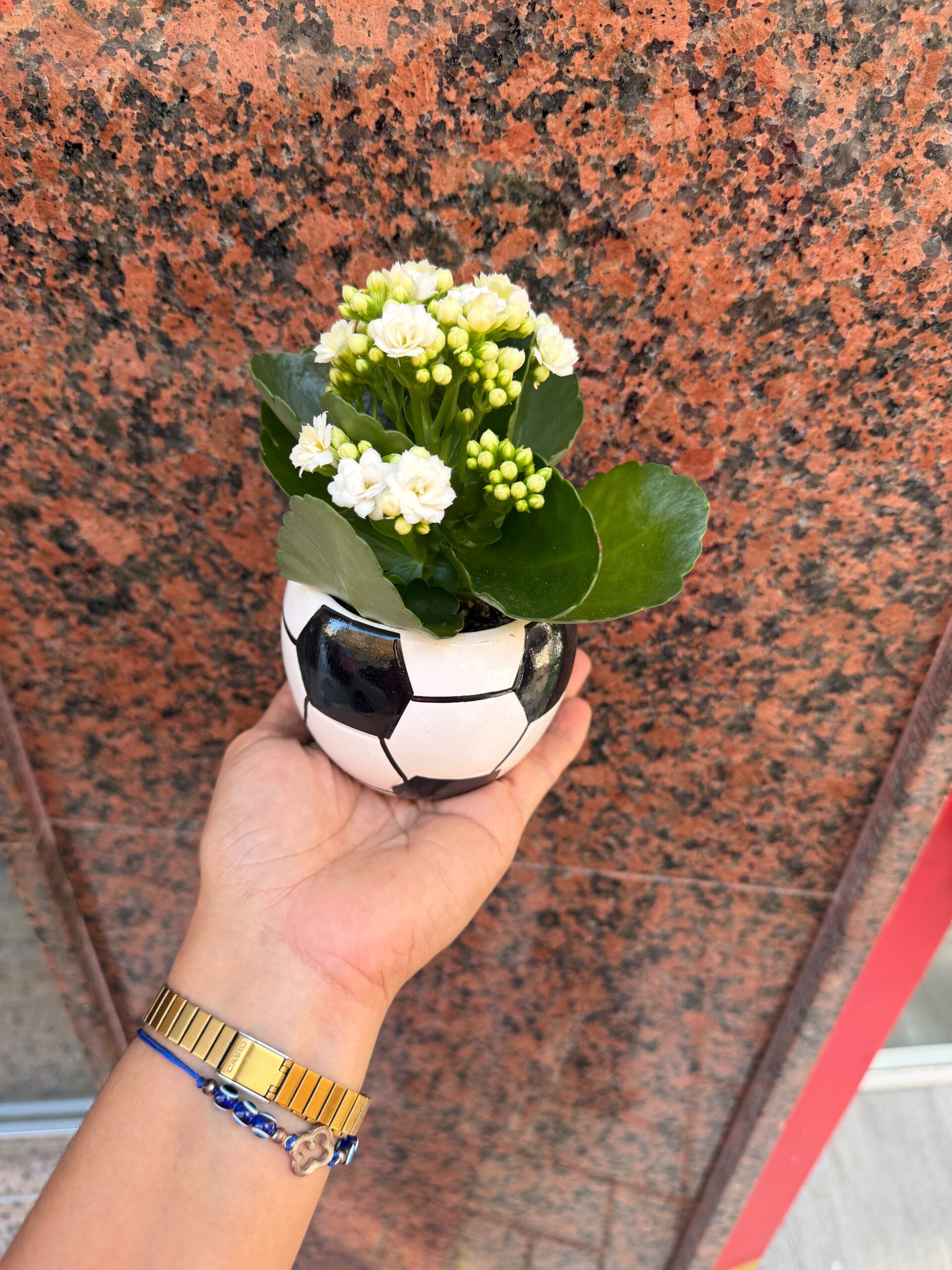 Planta kalanchoe en maceta de futbol