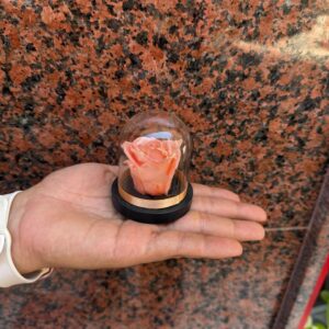 Mini Cúpula con Rosa Salmón preservada