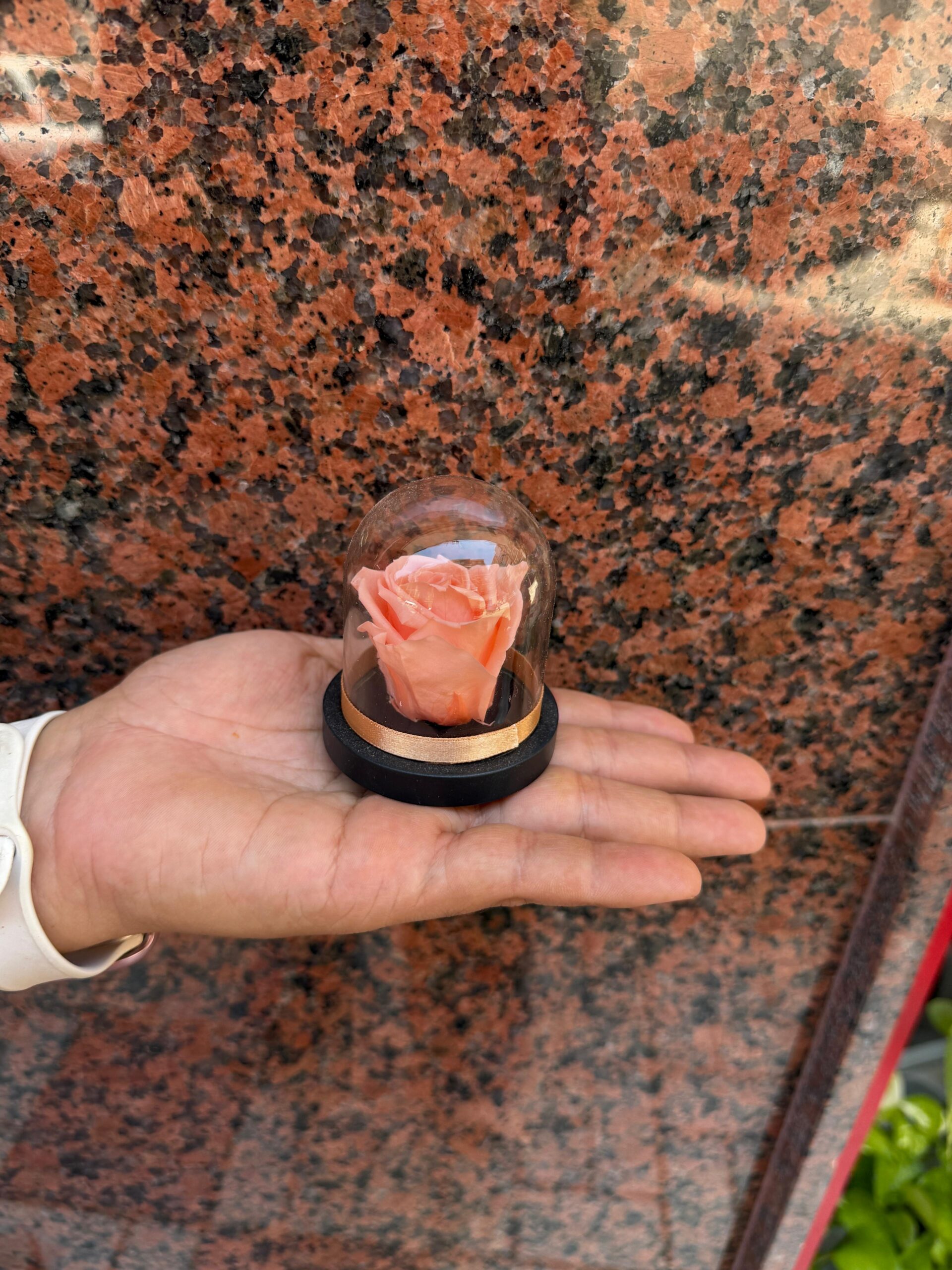 Mini Cúpula con Rosa Salmón preservada
