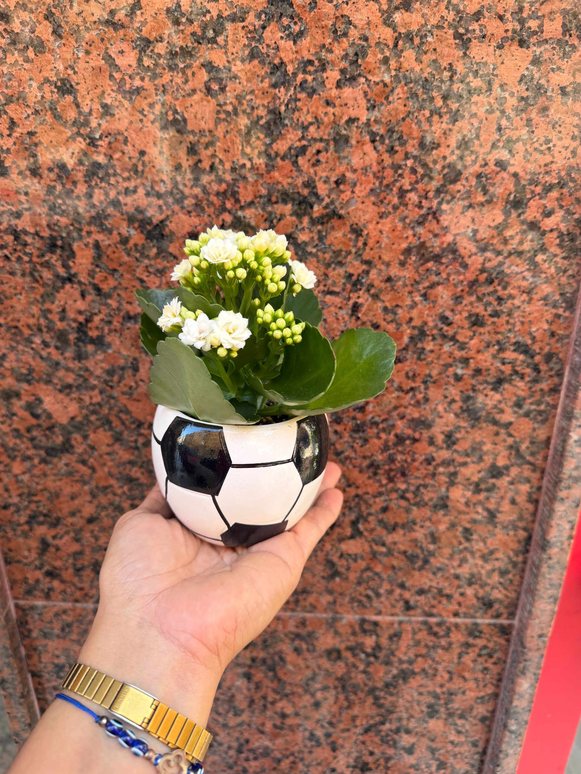 Planta kalanchoe en maceta de futbol - Imagen 3