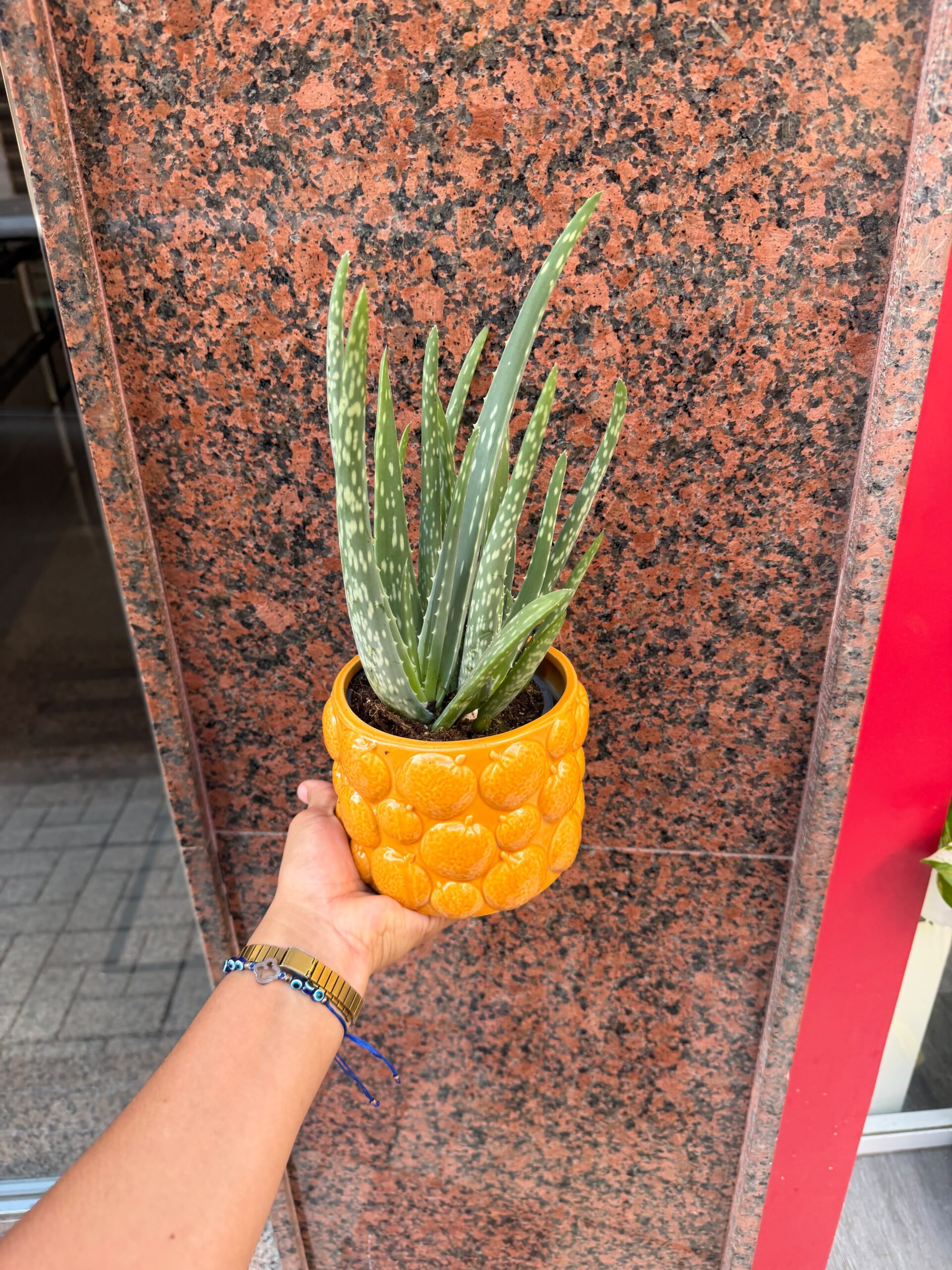 Planta Aloe Vera - Imagen 4