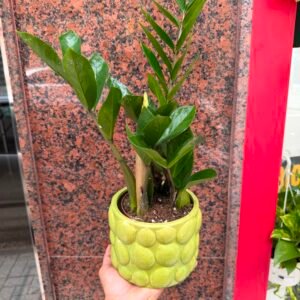 Planta zamioculca maceta verde